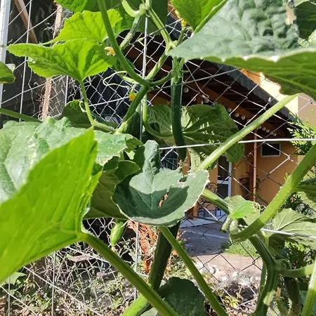 Appartamento Trakata *