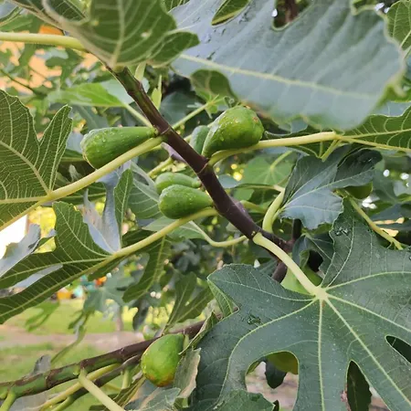 Trakata Appartamento *