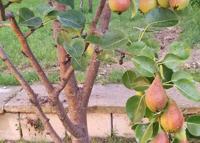Lejlighed Trakata Varna