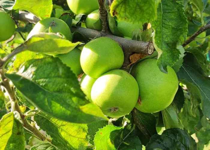 Trakata Lejlighed Varna